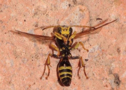 Gorytes laticinctus